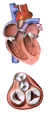 Illustration of heart valves (superior view)