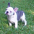 A Blue Pied French Bulldog. "Blue" Frenchies are a result of the 'd' or dilute gene. In this form, the dilute factor has caused the black hairs to become blue. Pigment on nose and pads is also a greyish blue in color, and eyes are often blue or yellowish gold. Again, this color has also been referred to as mouse.