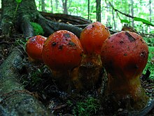 Calostoma cinnabarina.jpg