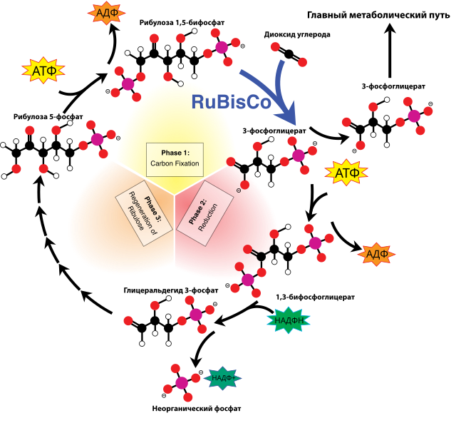 Файл:Calvin-cycle4 ru.svg