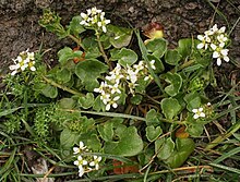 Cochlearia officinalis1.jpg