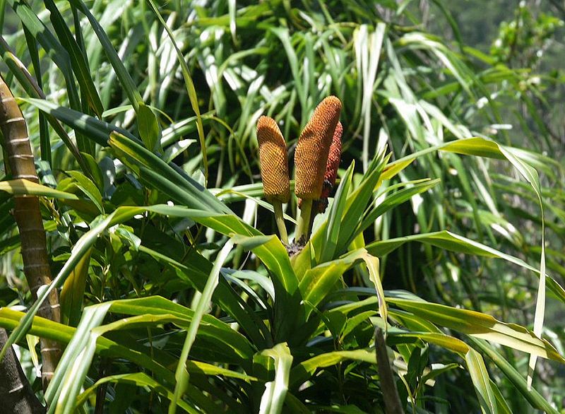 Файл:Freycinetia formosana tradn01.jpg