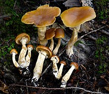 A group of about a dozen reddish-brown mushrooms clustered together and growing out of a decaying piece of wood covered with moss. The gills on the underside of the caps can be seen, as well as a small ring of tissue on the upper half to third of the whitish-brown stems. Visible amongst the larger mushrooms are about a dozen miniature versions of the larger mushrooms, with hemispherical caps that do not have the gills exposed.