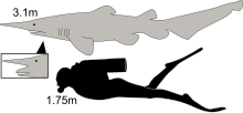 Diagram showing a goblin and scuba diver from the side: the shark is not quite twice as long as the human