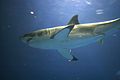 A great white shark in temporary captivity at the Monterey Bay Aquarium.