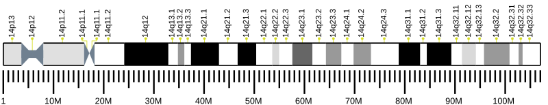 Файл:Human chromosome 14 ideogram.svg