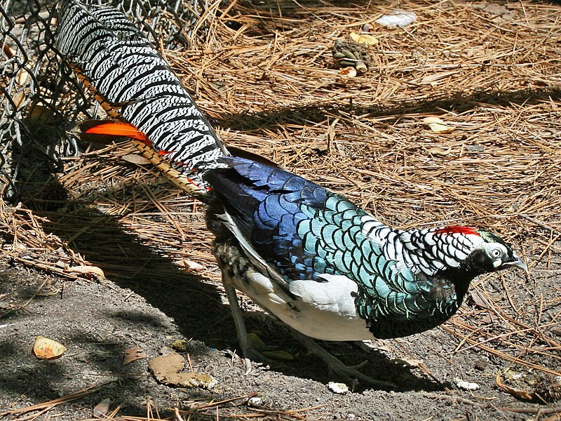 File:Lady Amherst Pheasant SMTC.jpg