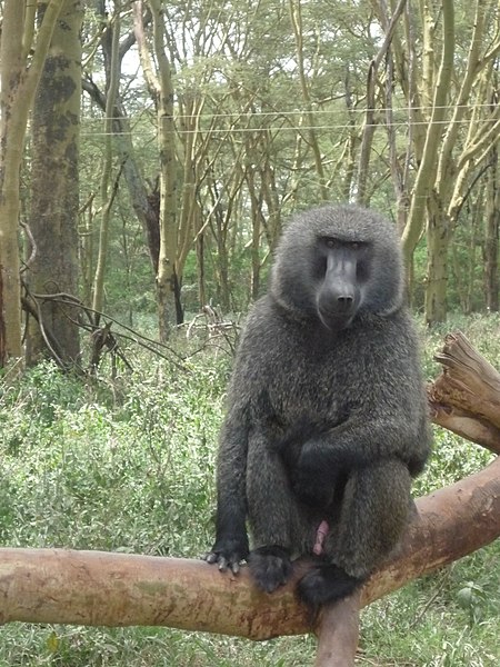 Файл:Lake nakuru baboon P1010345.jpg