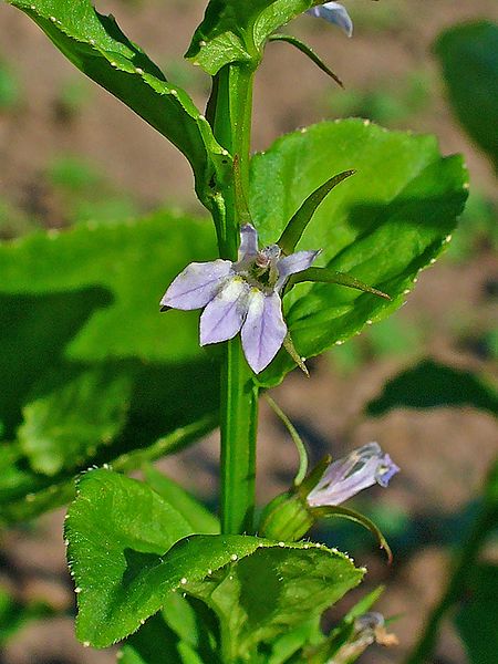 File:Lobelia inflata 003.JPG