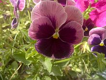 Pansy-3.jpg