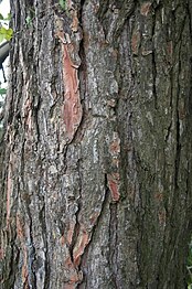 Bark and trunk