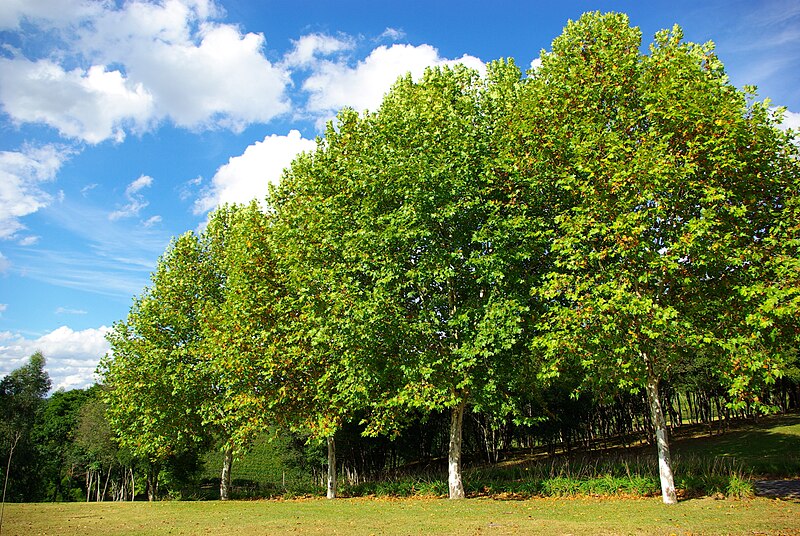 Файл:Platanus.JPG