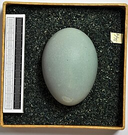 Egg, Collection Museum Wiesbaden