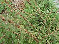 A shrub of Rosa sericea f. pteracantha