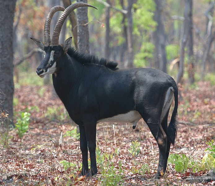 File:Sable bull.jpg