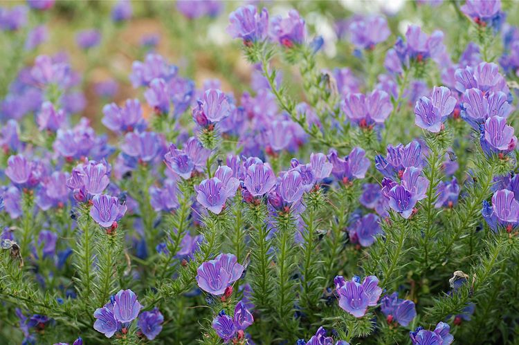 Синяк подорожниковый (Echium plantagineum)