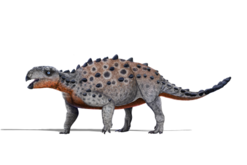 Life restoration of the closely related Stegouros