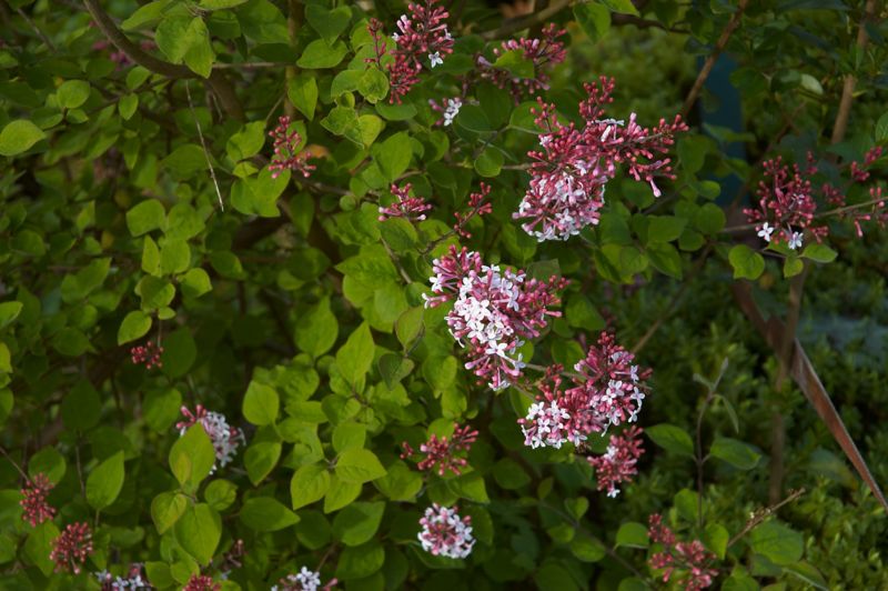 File:Syringa microphylla C.jpg