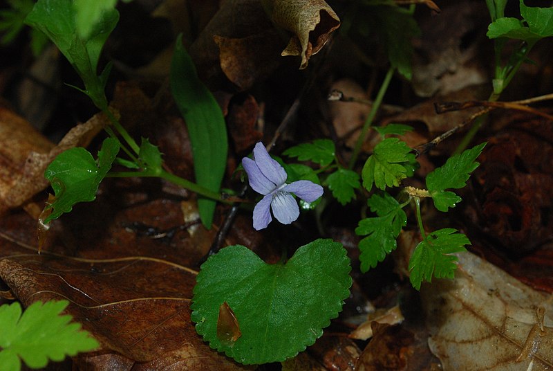 File:Viola nephrophylla (4711056912).jpg