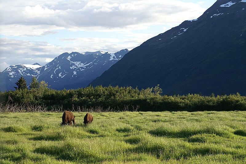 Файл:Wood Bison in Alaska.jpg