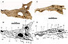 Photographs and diagrams of a crocodilian skull in front and side view