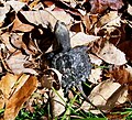 Baby Snapping Turtle, Central PA