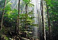 Biogradska Gora, one of the few remaining European rain forests and a national park in Kolašin.