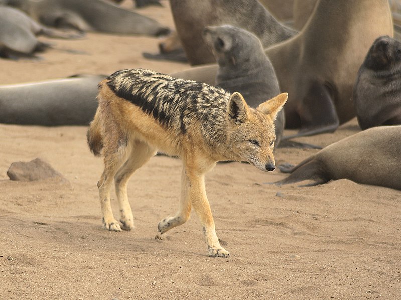 File:Canis mesomelas (Cape Cross).jpg