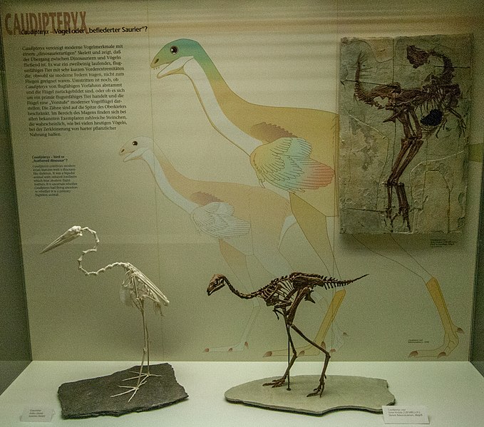 File:Caudipteryx, Senckenberg, 2017-10-12.jpg