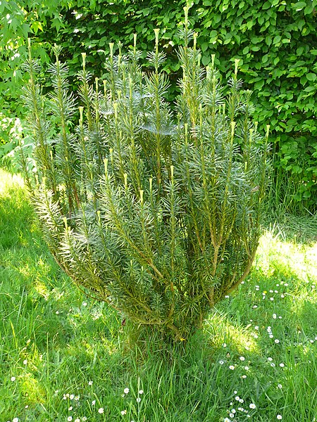 File:Cephalotaxus harringtonia 'Fastigiata'.jpg