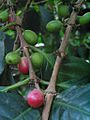 Coffee cherries on coffee plant (Coffea arabica)