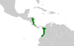 Distribución geográfica del tororoí ventricanela colombiano.