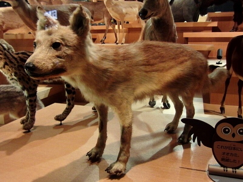 File:Japanese Wolf.jpg