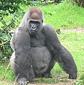 A male Silverback Gorilla