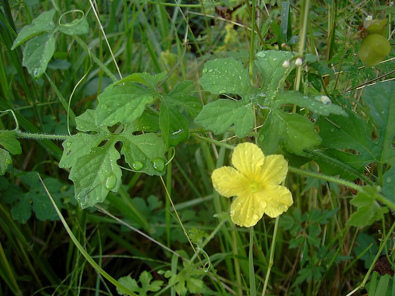 File:Momordica charantia (plant).jpg