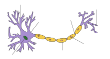 Neuron Hand-tuned.svg