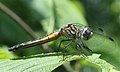 Blue Dasher, Pachydiplax longipennis (female)