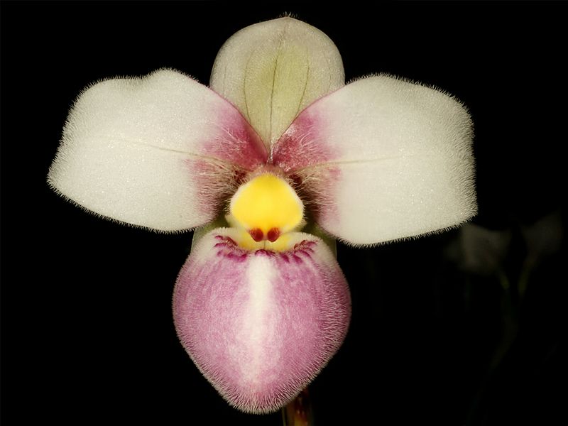 Archivo:Phragmipedium schlimii Orchi 102.jpg