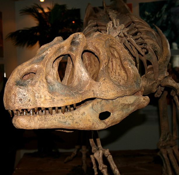 File:Piatnitzkysaurus skull 1.jpg