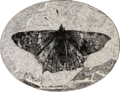 Image 31Prodryas persephone, a Late Eocene butterfly (from Mutation)