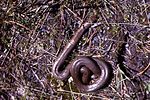 Rubber boa