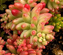 Sedum rubrotinctum