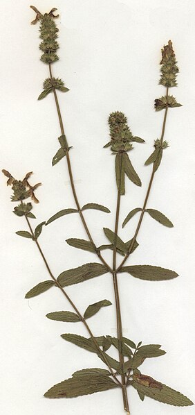 Archivo:Stachys recta Herbar.jpg