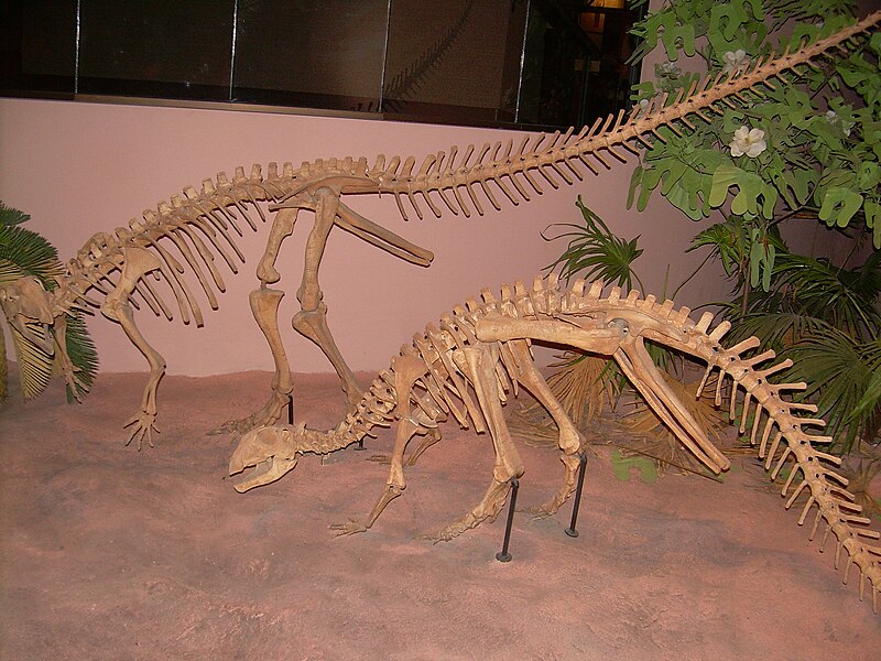 File:Thescelosaurus neglectus skeletons.JPG