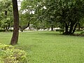 Trees in the 8-23 Park