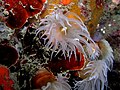 Tubastrea cup coral from East Timor