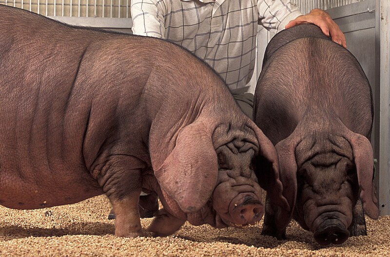 File:USDA ARS Meishan pig-Cropped.jpg