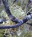 Usnea australis, a fruticose form, growing on a tree branch