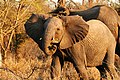 A young bull elephant in a breeding herd displaying mock aggression.