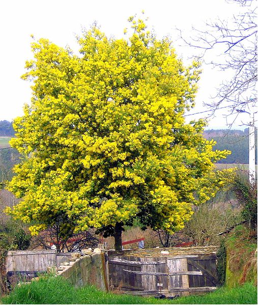 Файл:Acacia dealbata tree 2.jpg